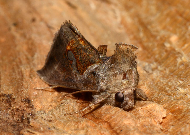 Noctuidae Macdunnoughia confusa ?